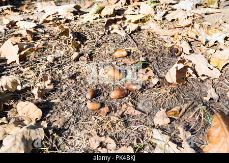 Natürliche acorn zwischen getrocknetes Eichenlaub im sonnigen Herbsttag Stockfoto