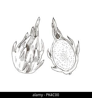 Hand gezeichnet Drachenfrucht auf weißem Hintergrund. Tropische Früchte Skizze Vector Illustration. Stock Vektor