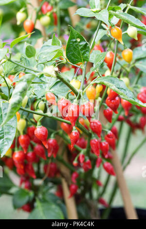 Capsicum annuum 'Chupetino'. Chupetino Chili Frucht. Stockfoto