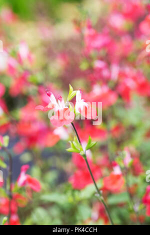 Salbei 'Hot Lips' Blumen. Stockfoto