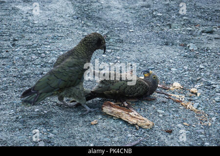 Keas spielen in den Routeburn Track - Neuseeland Great Walk Stockfoto