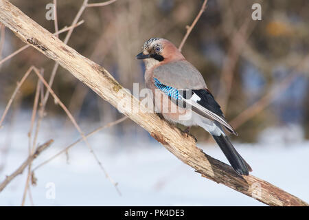 Eurasischen Eichelhäher (Garrulus glandarius) sitzt auf einem Zweig eine halbe Umdrehung unter den Strahlen der frostigen Winter Sonne. Stockfoto