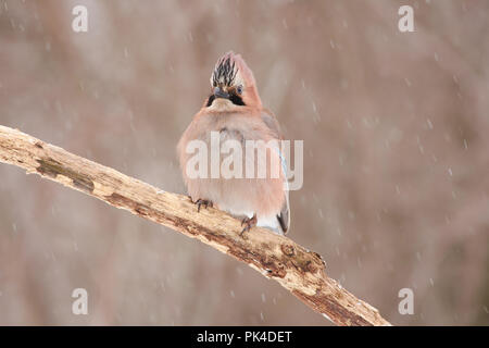 Eurasischen Eichelhäher (Garrulus glandarius) sitzt auf einem Ast in einer spektakulären aufwerfen, wie wenn in einem Kardinal Hut, unter dem Schnee von einem Anfang Blizzard. Stockfoto