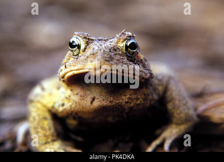 Amphibian 3/021502- American Toad Stockfoto