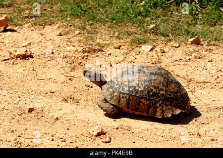 Schildkröte auf der staubigen Straße in der Nähe des Gras. Stockfoto