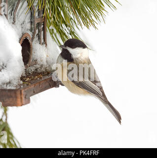 Vögel hoch oben auf den Schrägförderer und/oder Zweigniederlassungen nach Schnee Sturm. Einige sind Sparrow, Kardinal, grau Vogel, schwarz Chickadee Stockfoto