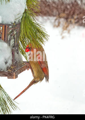 Vögel hoch oben auf den Schrägförderer und/oder Zweigniederlassungen nach Schnee Sturm. Einige sind Sparrow, Kardinal, grau Vogel, schwarz Chickadee Stockfoto