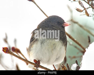 Vögel hoch oben auf den Schrägförderer und/oder Zweigniederlassungen nach Schnee Sturm. Einige sind Sparrow, Kardinal, grau Vogel, schwarz Chickadee Stockfoto