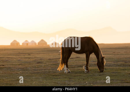 Ein Pferd Schürfwunden vor einer Jurte Siedlung in der Nähe von Song Kul See in Kirgisistan bei Sonnenuntergang Stockfoto