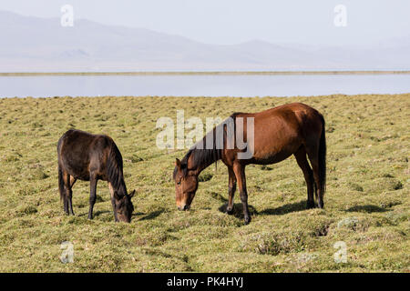 Zwei Pferde grasen in der Steppe bei Song Kul See in Kirgisistan Stockfoto