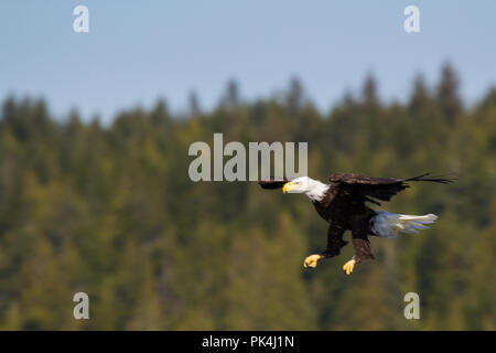 Weißkopfseeadler in der Johnstone Strait Stockfoto