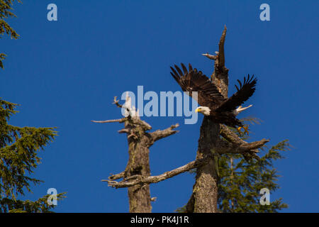 Weißkopfseeadler in der Johnstone Strait Stockfoto