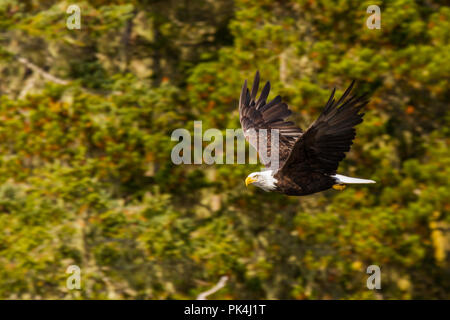 Weißkopfseeadler in der Johnstone Strait Stockfoto