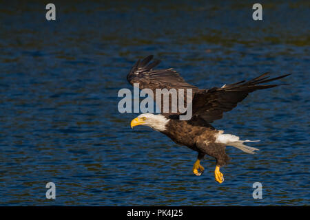 Weißkopfseeadler in der Johnstone Strait Stockfoto