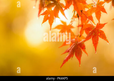 Herbstliche Hintergrund, leicht defokussiert rote Ahornblätter mit Wassertropfen Stockfoto