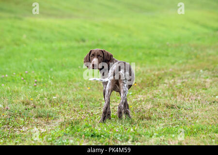 Deutsch Kurzhaar Pointer, kurtshaar Eine gefleckte Welpe, lange Ohren, Schokolade Farbe, Ansicht von hinten, um den Kopf in die Kamera eingeschaltet ist, Hund steht Stockfoto