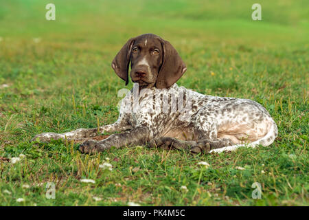 Deutsch Kurzhaar Pointer, kurtshaar Eine gefleckte Welpe liegend auf grünem Gras, mit Blick direkt in die Augen, intelligente und süßen Hund, schließen Stockfoto