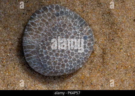 Eine Charlevoix Stein (Rock aus Skelette von Favosite Coral oder honigwaben Korallen gebildet) am Strand am Lake Michigan, USA gefunden. Stockfoto