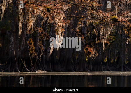 Sonnigen spanischen Moos und native Bromelien hängen von den kahlen Zypressen entlang Fisheating Creek, Florida. Stockfoto