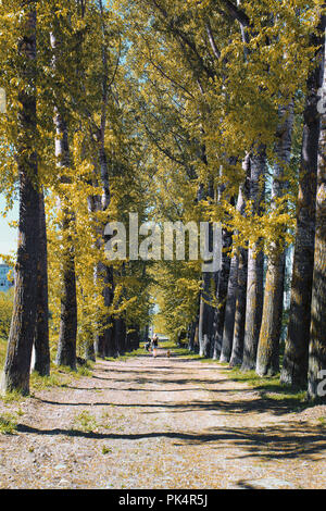 Allee der Pappeln mit Gelbfärbung Blätter im Spätsommer Stockfoto