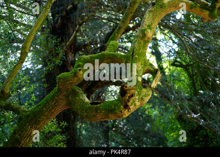 Eiche (Quercus robur) mit kreisförmigen Niederlassung in Moss in einem privaten Garten in Wells, Somerset, UK abgedeckt Stockfoto