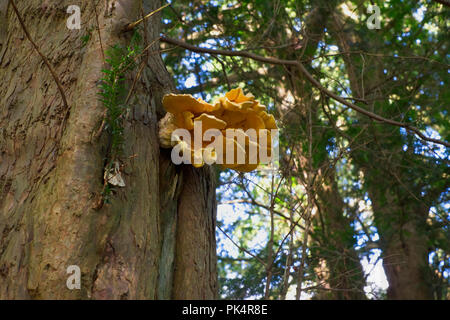 Gelbe Halterung Pilze (Laetiporus Sulfureus) wachsen auf einem Baumstamm in einem privaten Garten, Brunnen, Somerset, Großbritannien Stockfoto
