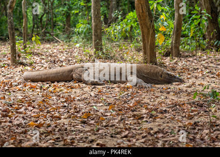 Eine niedrige Winkel der Komodo Drache seinen Kopf auf den Boden auf der Insel Komodo ruht. Stockfoto