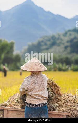 Frau, die in den Reisfeldern in der Nähe von Lac Dorf, Mai Chau Tal, Vietnam arbeiten. Schönen Herbst Nachmittag während der Erntezeit. Stockfoto