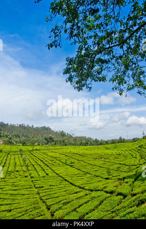 Tee Plantage Rancabali, Ciwidey, West Java, Indonesien Stockfoto