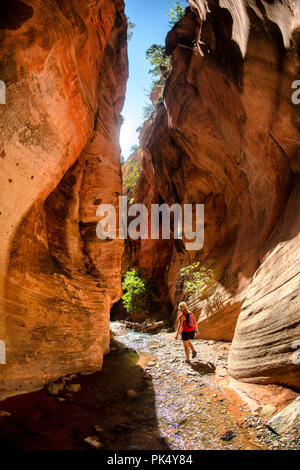 Frau Wandern in Kanarra Creek Canyon, Kanarraville, Iron County, Utah, USA. Stockfoto