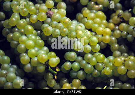 Trauben sind in Loudoun Vally Weinberg in Loudoun County, Virginia geernteten Weine zu machen. Stockfoto