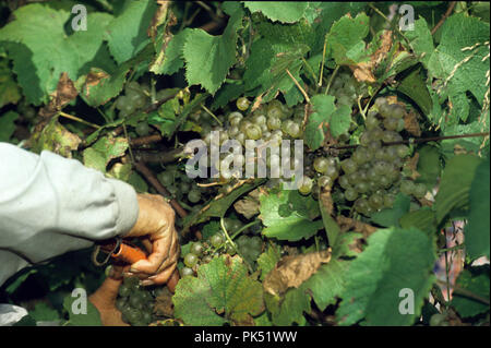 Trauben sind in Loudoun Vally Weinberg in Loudoun County, Virginia geernteten Weine zu machen. Stockfoto