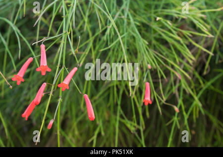 Nahaufnahme der Russelia Equisetiformis Blume, auch bekannt als Brunnenbusch oder Feuerwerkskörper. Stockfoto