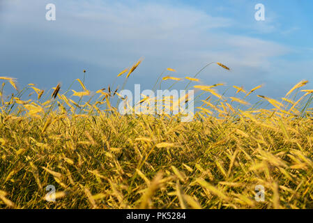 Ein Feld von Roggen. Das pitoes Junias. Nationalpark Peneda Geres, Portugal Stockfoto