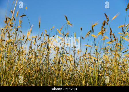 Ein Feld von Roggen. Das pitoes Junias. Nationalpark Peneda Geres, Portugal Stockfoto