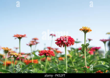 Dahlien-Blumen Stockfoto