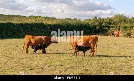 South Devon Rubinrot Vieh füttern zwei schwarze Kälber in einem Feld, South West England, Großbritannien Stockfoto