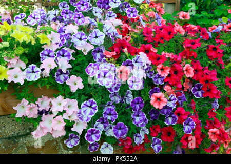 Petunia, Petunien, gelb, lila, rosa, dunkelrosa, überhängenden carstone, Vorgarten, Wand Stockfoto