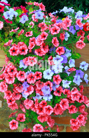 Petunia, Petunien, Hellblau, dunkelrosa, überhängenden, Vorgarten, Wand Stockfoto