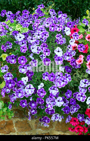 Petunia, Petunien, Lila, überhängenden, carstone, Vorgarten, Wand Stockfoto