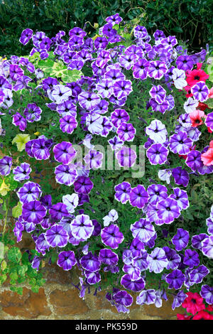 Petunia, Petunien, Lila, überhängenden, carstone, Vorgarten, Wand Stockfoto