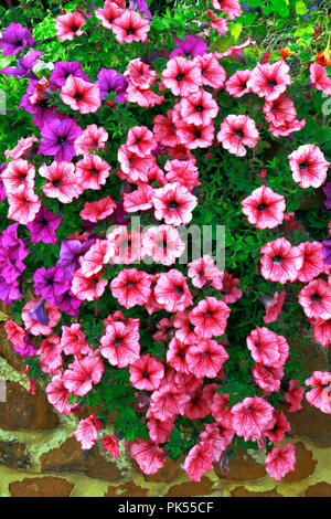 Petunia, Petunien, Lila, Rosa, überhängenden, carstone, Vorgarten, Wand Stockfoto