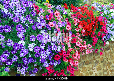 Petunia, Petunien, Lila, Rosa, Rot, Weiß, überhängenden, nachgestellte, carstone, Vorgarten, Wand Stockfoto