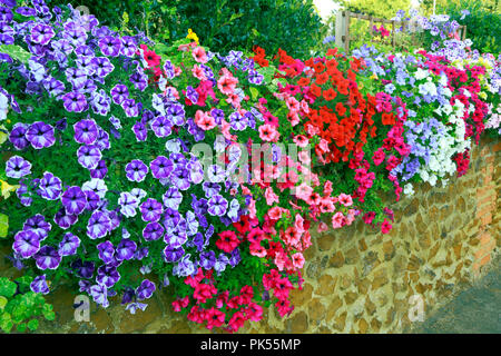 Petunia, Petunien, Lila, Rosa, Rot, Weiß, überhängenden carstone, Vorgarten, Wand Stockfoto