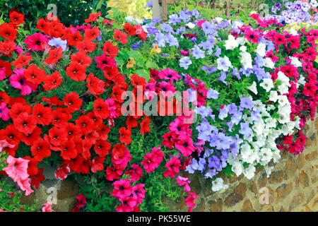 Petunia, Petunien, Rot, Lila, Rosa, Blau, Weiß, überhängenden, carstone, Vorgarten, Wand Stockfoto