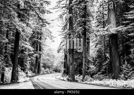 Der U.S. Highway (Highway) 101 durch den Redwood National- und Staatsparks in Nord Kalifornien, USA. Stockfoto