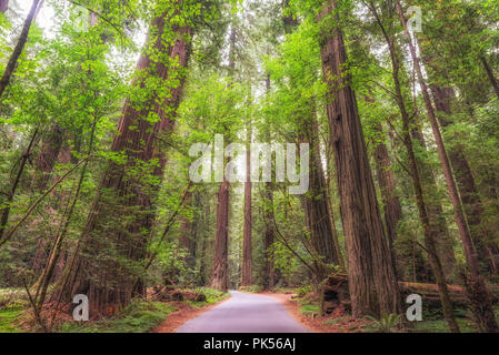 Straße durch Grove Wald des Gründers im Humboldt Redwoods State Park, Humboldt County, Kalifornien, USA. Stockfoto