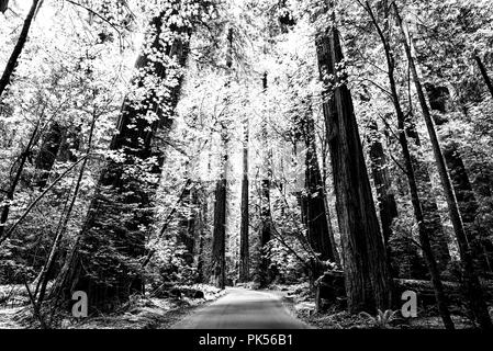 Straße durch Grove Wald des Gründers im Humboldt Redwoods State Park, Humboldt County, Kalifornien, USA. Stockfoto