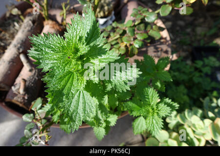 Brennnessel auch bekannt als Urtica dioica Stockfoto