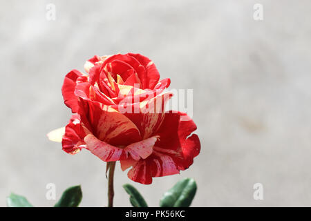 Nahaufnahme von Himbeere Tiger Rose in voller Blüte isoliert Stockfoto